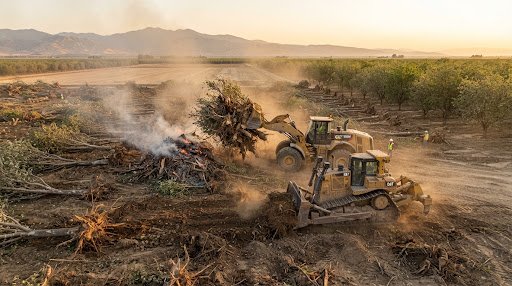 Orchard tree clearing and grubbing in San Joaquin Valley California